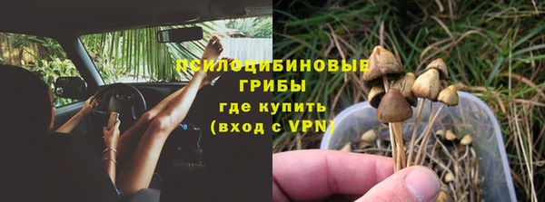 сатива Ленинск